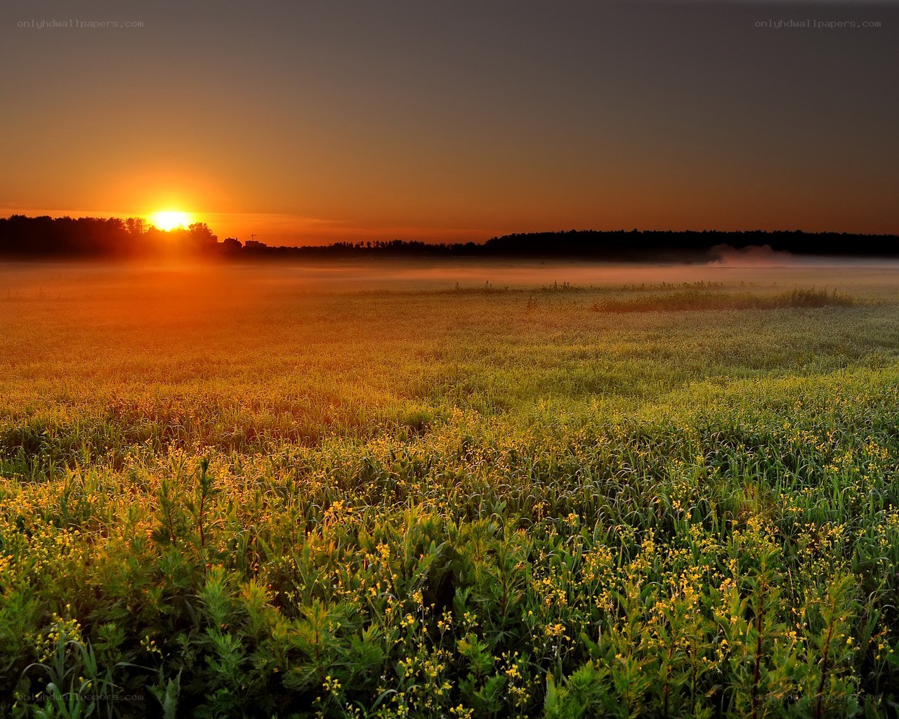 Sunrise over a misty field