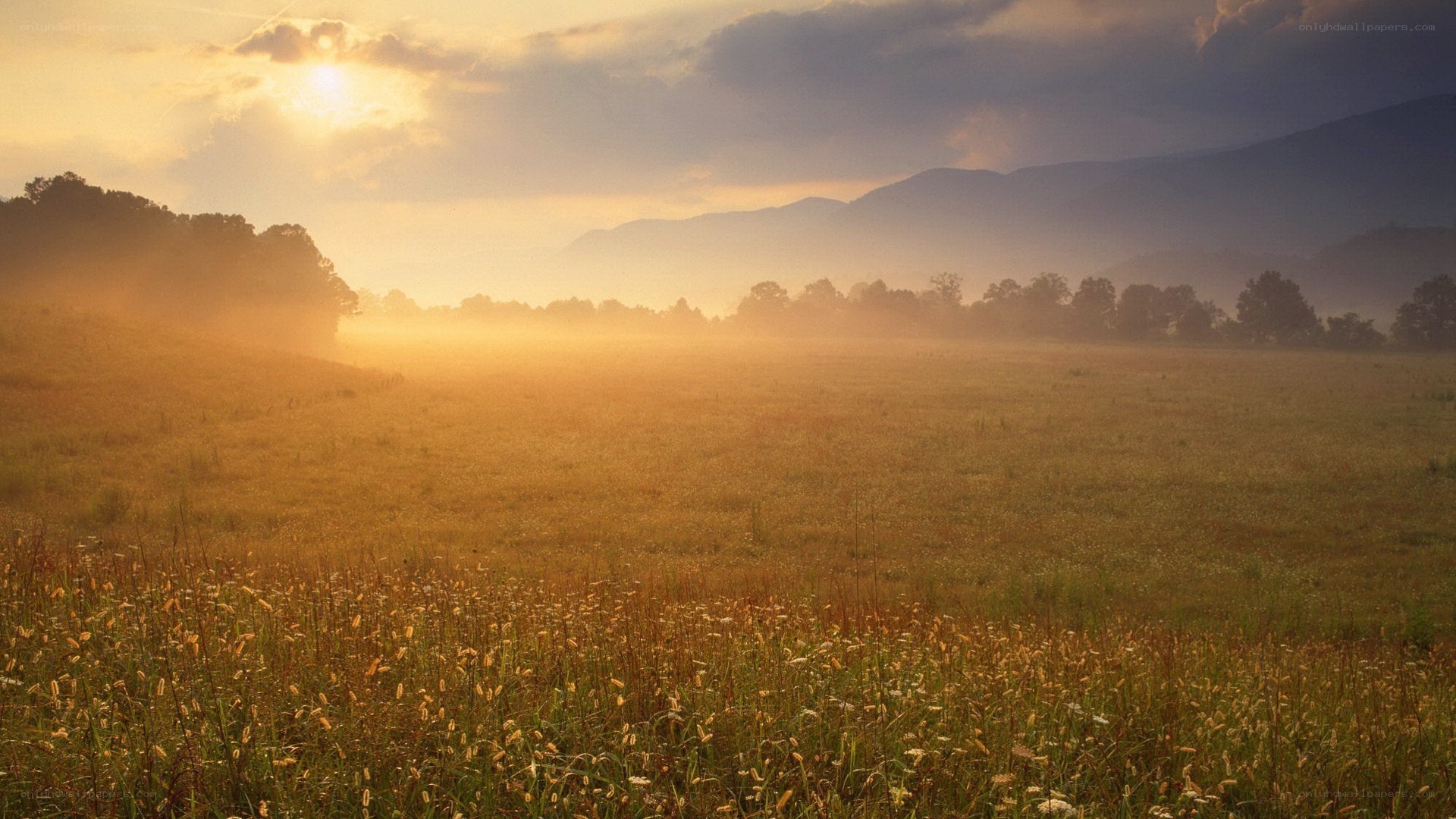 Sunrise over a misty field