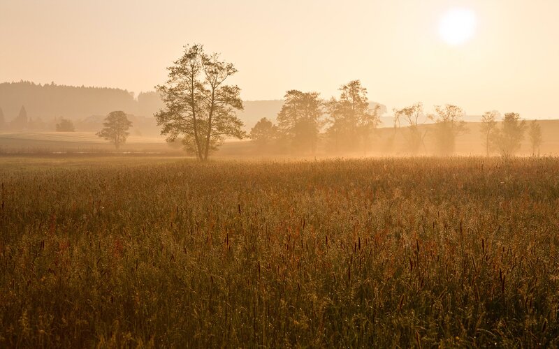 Sunrise over a misty field