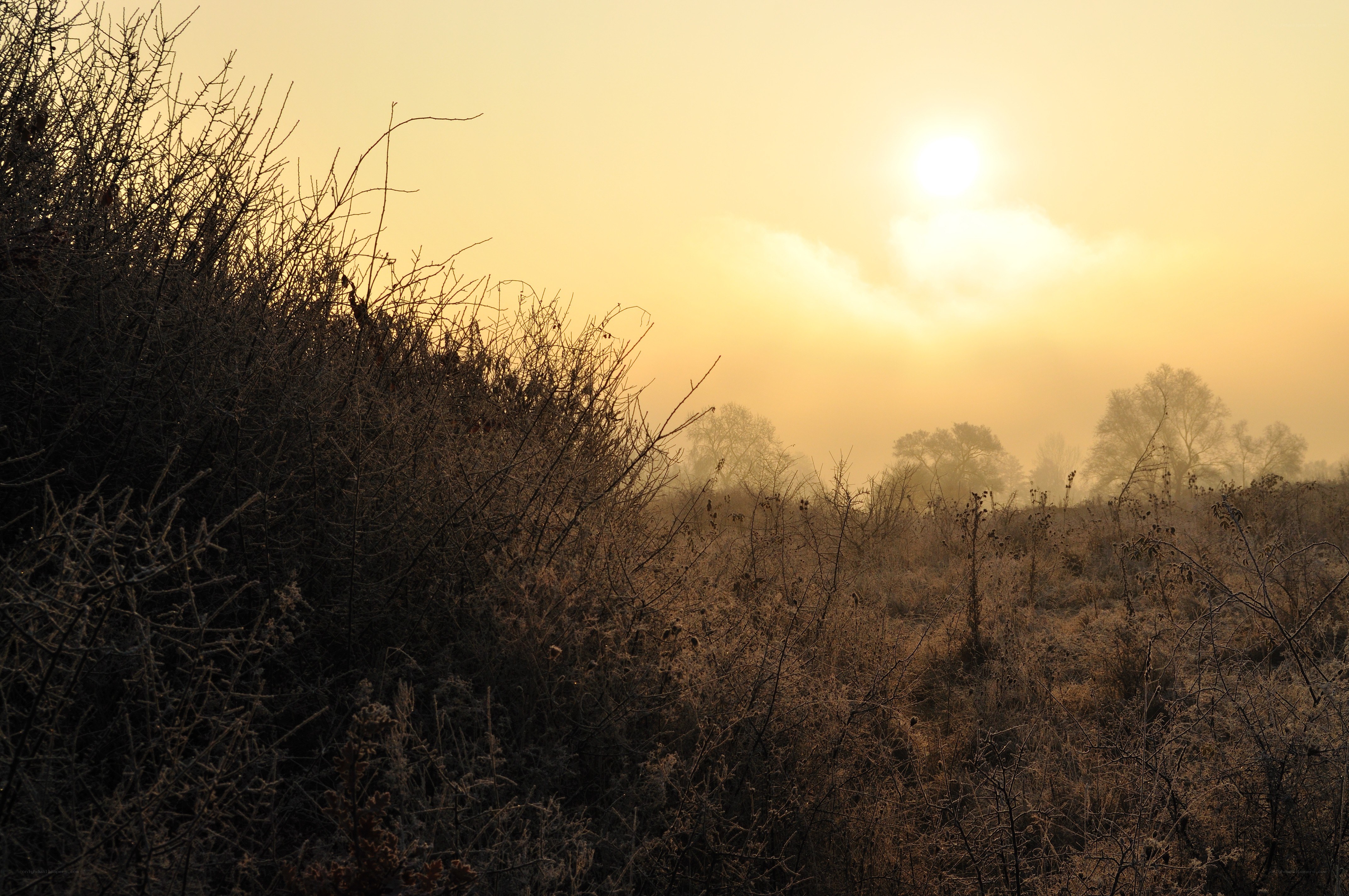 Sunrise over a misty field