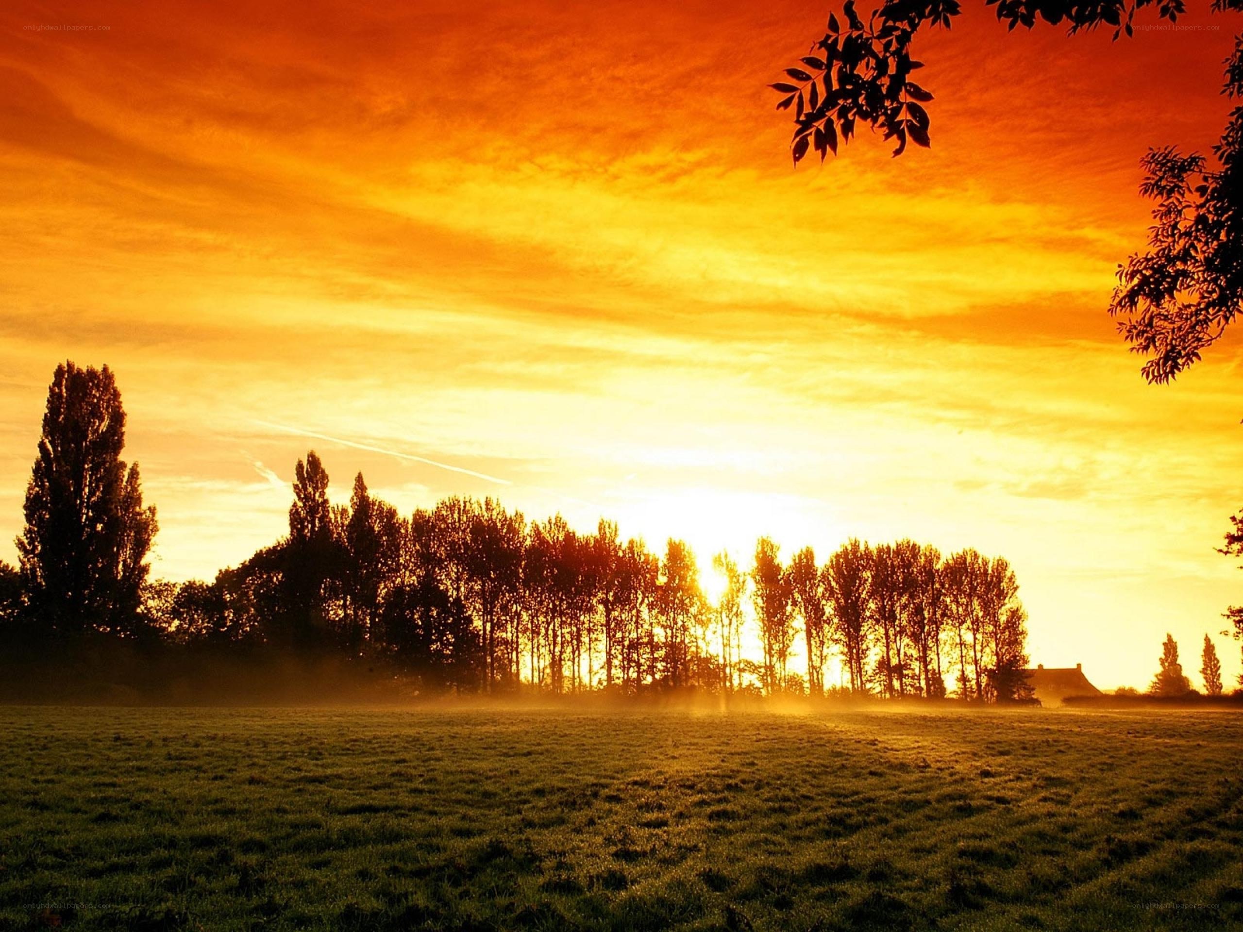 Sunrise over a misty field