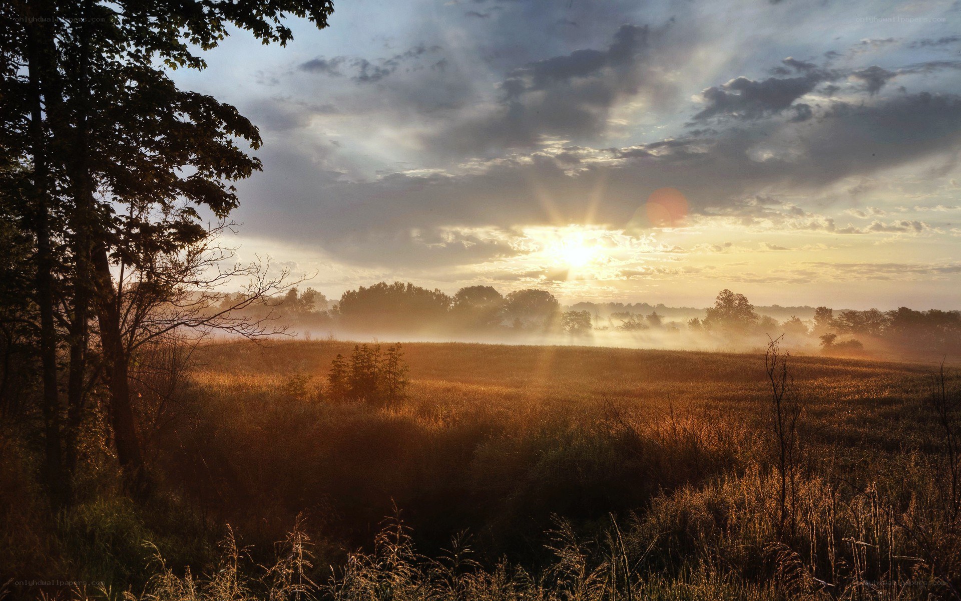 Sunrise over a misty field