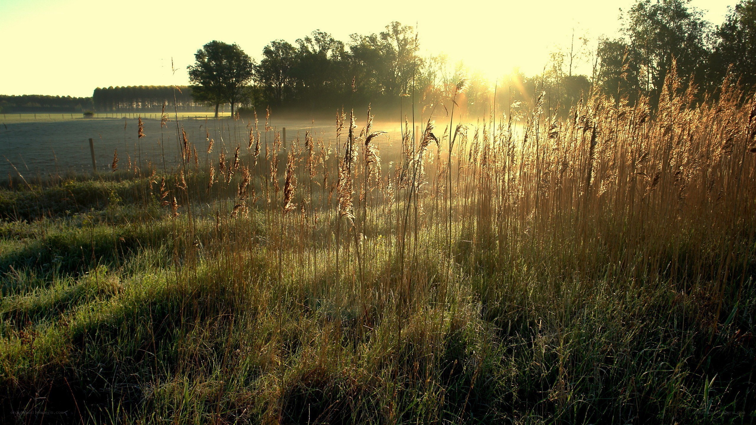 Sunrise over a misty field
