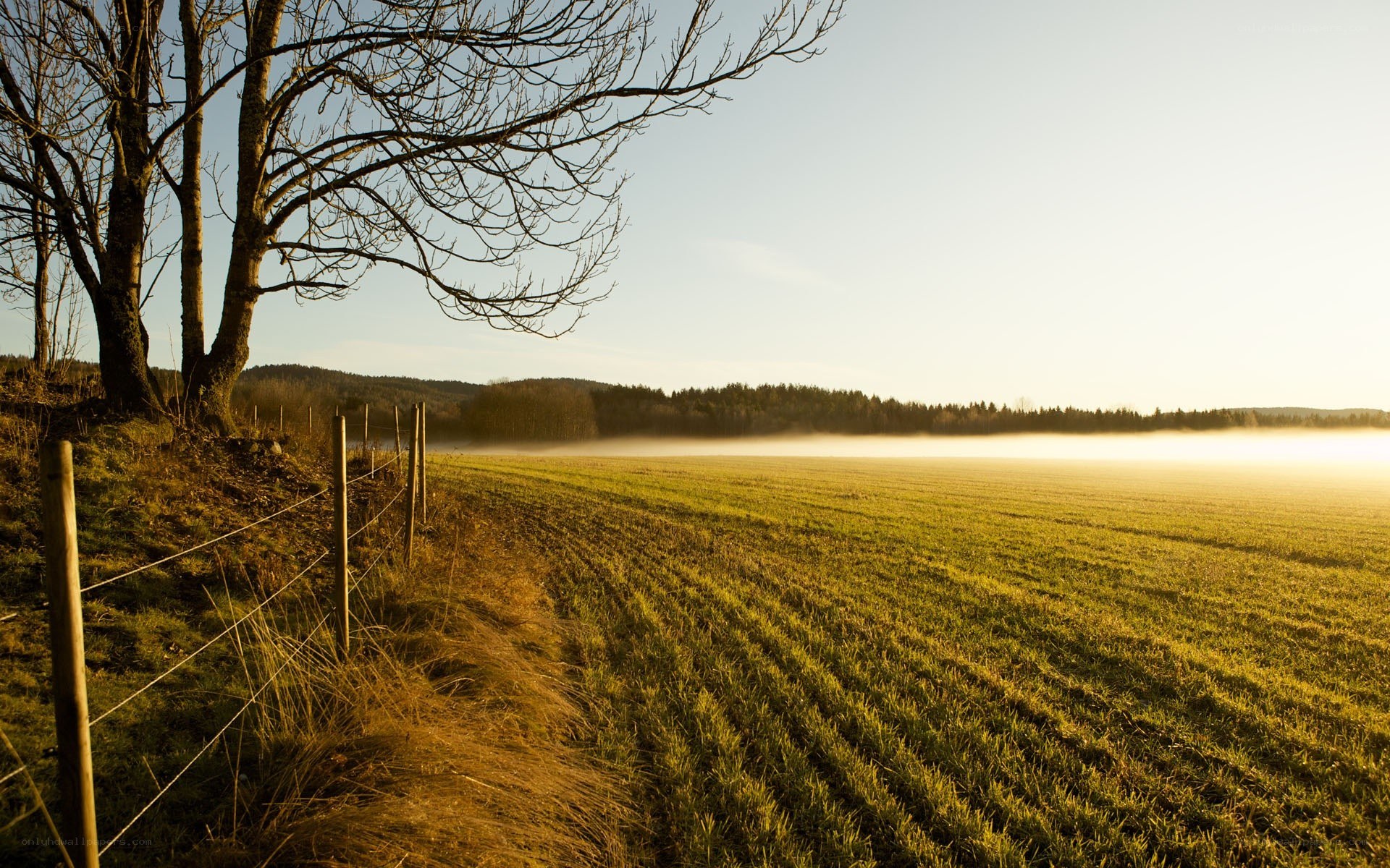 Sunrise over a misty field