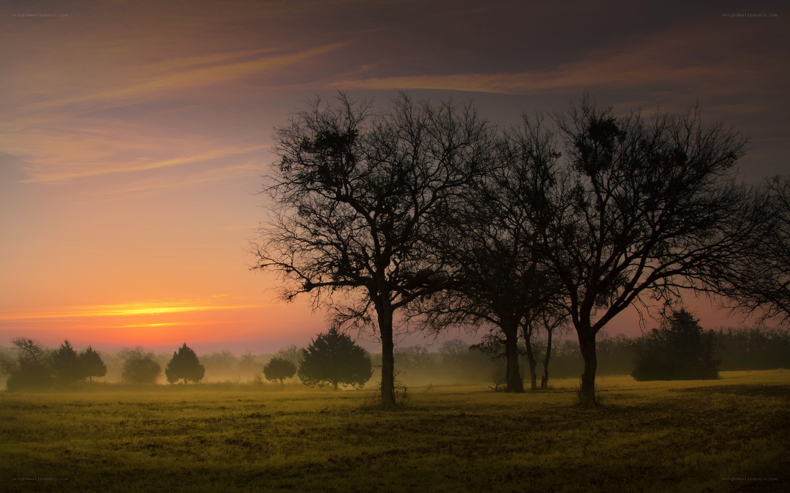 Sunrise over a misty field
