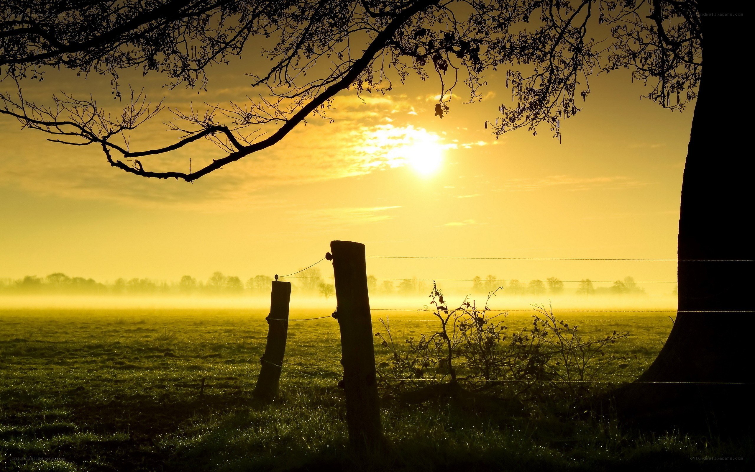 Sunrise over a misty field