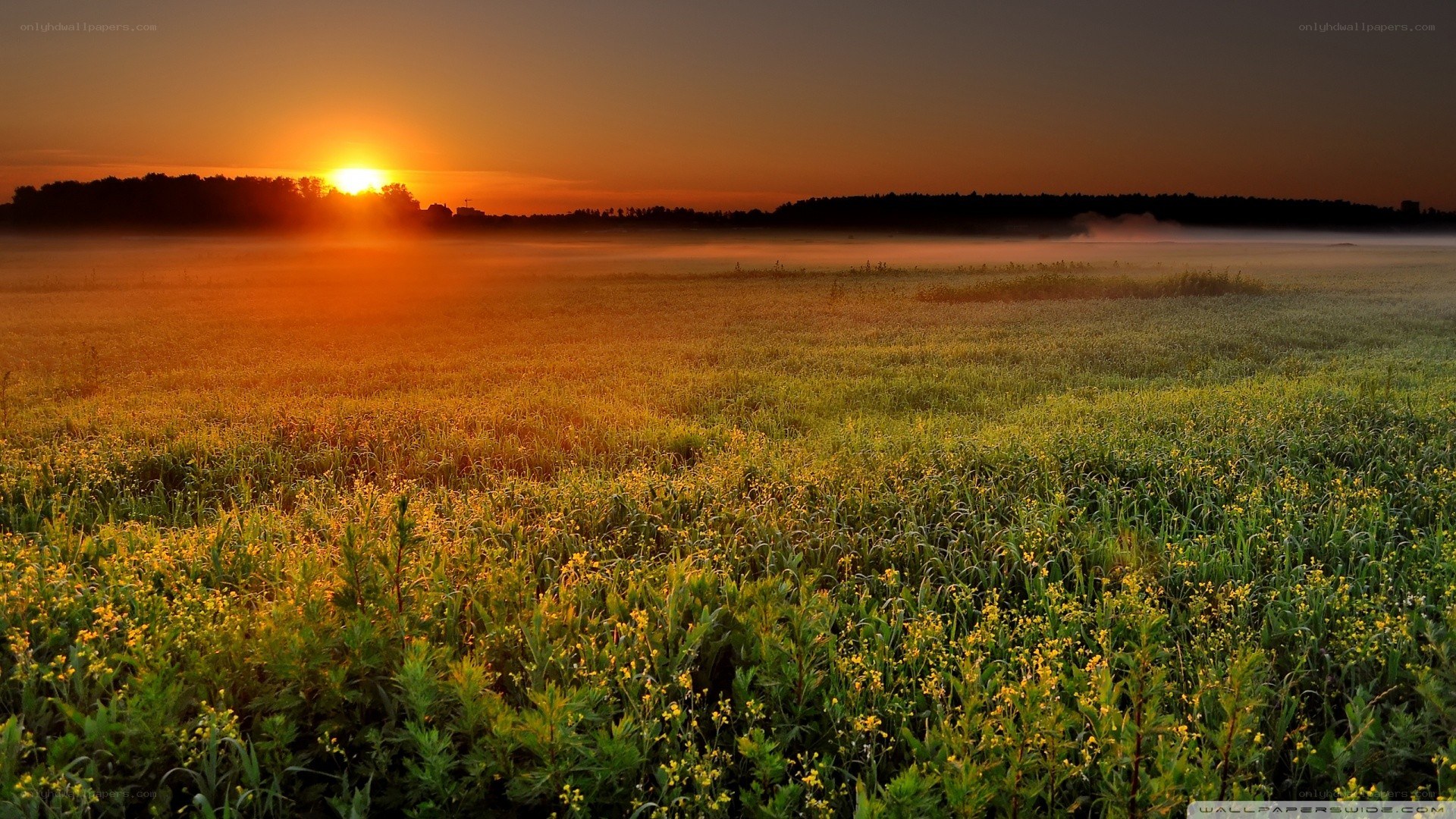 Sunrise over a misty field