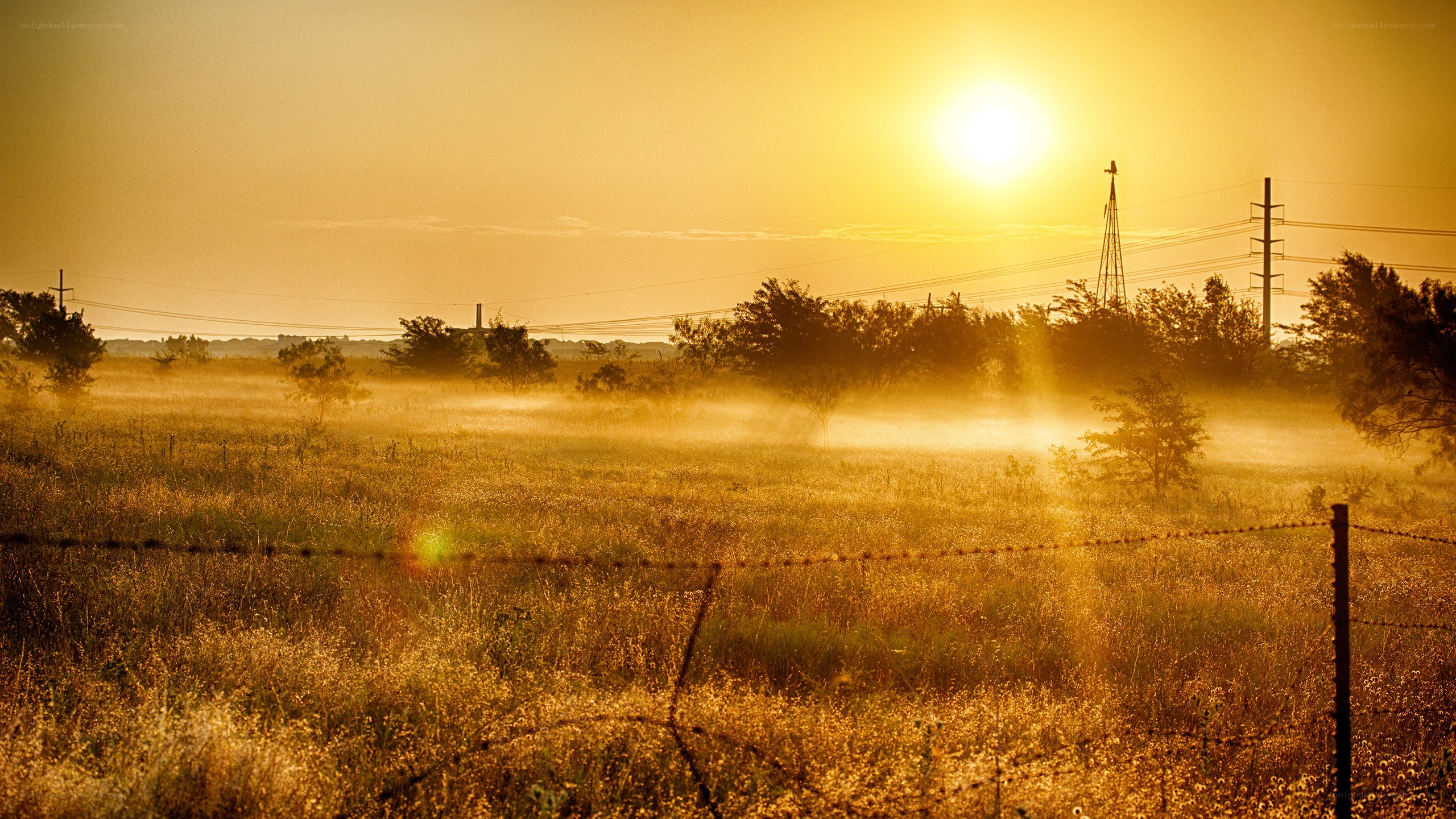 Sunrise over a misty field