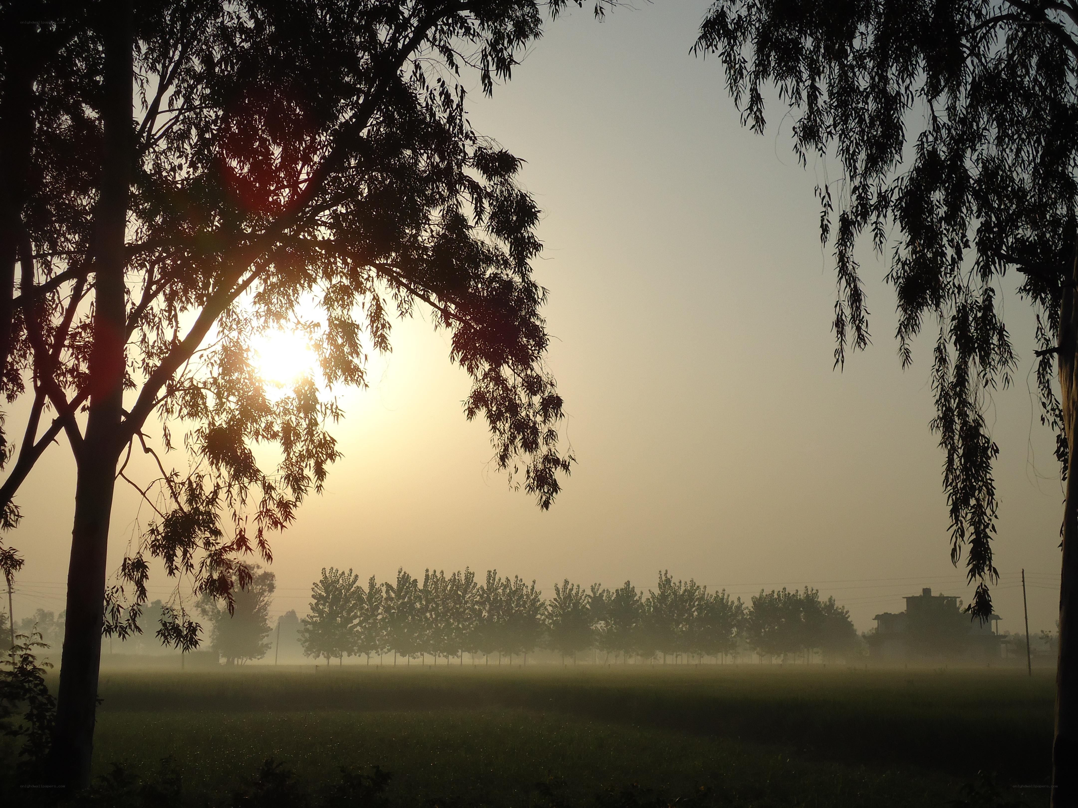 Sunrise over a misty field