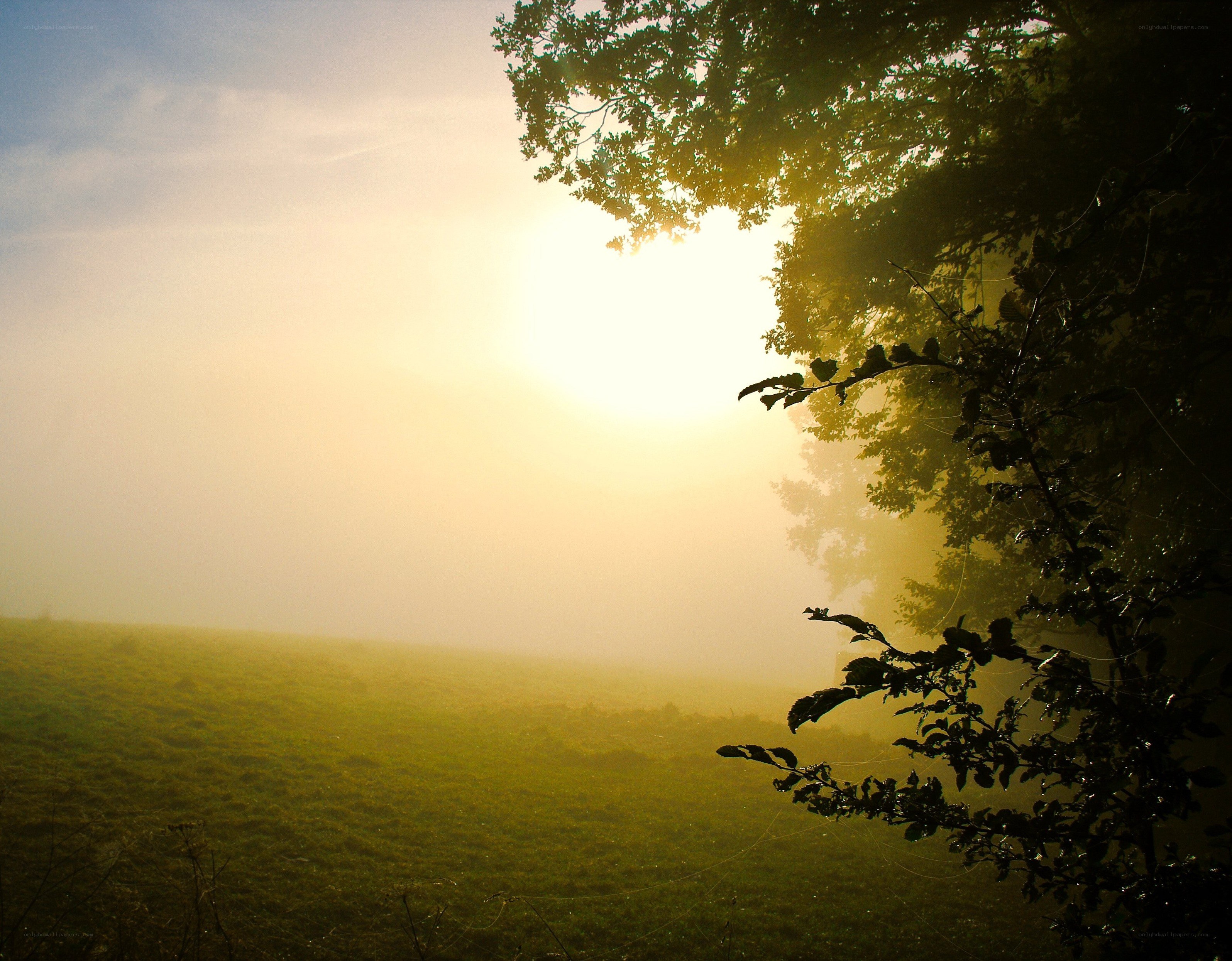 Sunrise over a misty field