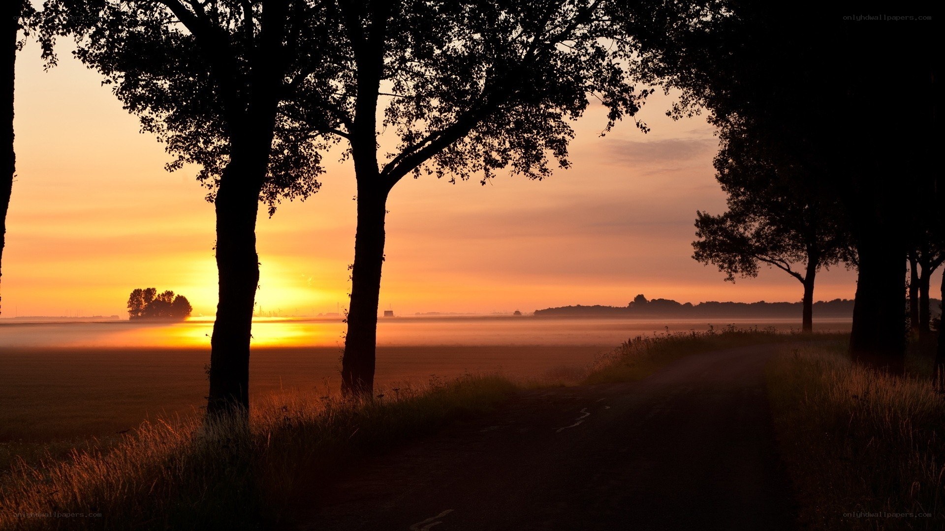 Sunrise over a misty field