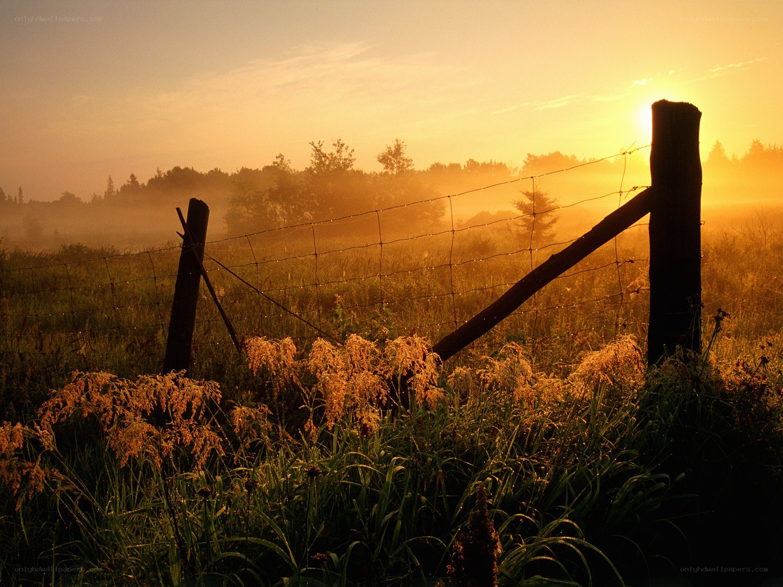 Sunrise over a misty field