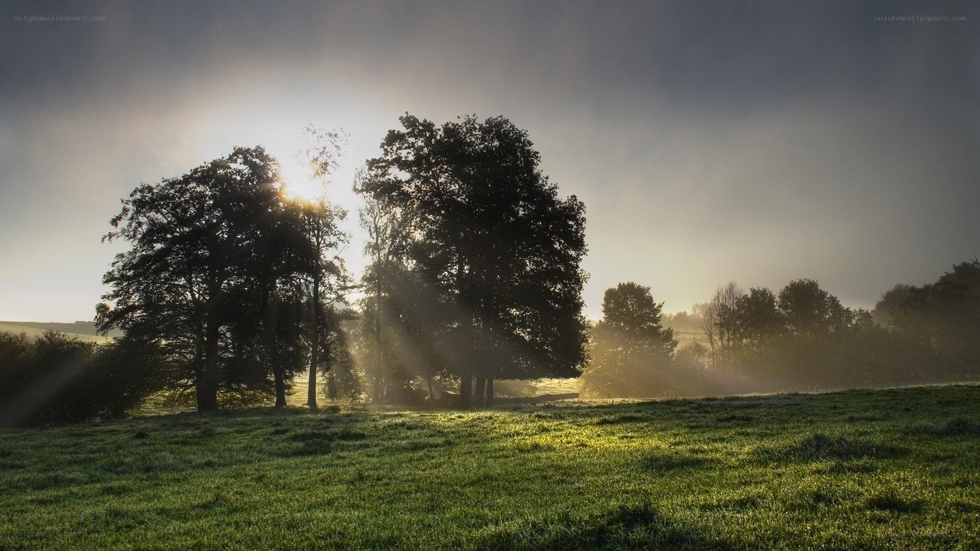 Sunrise over a misty field