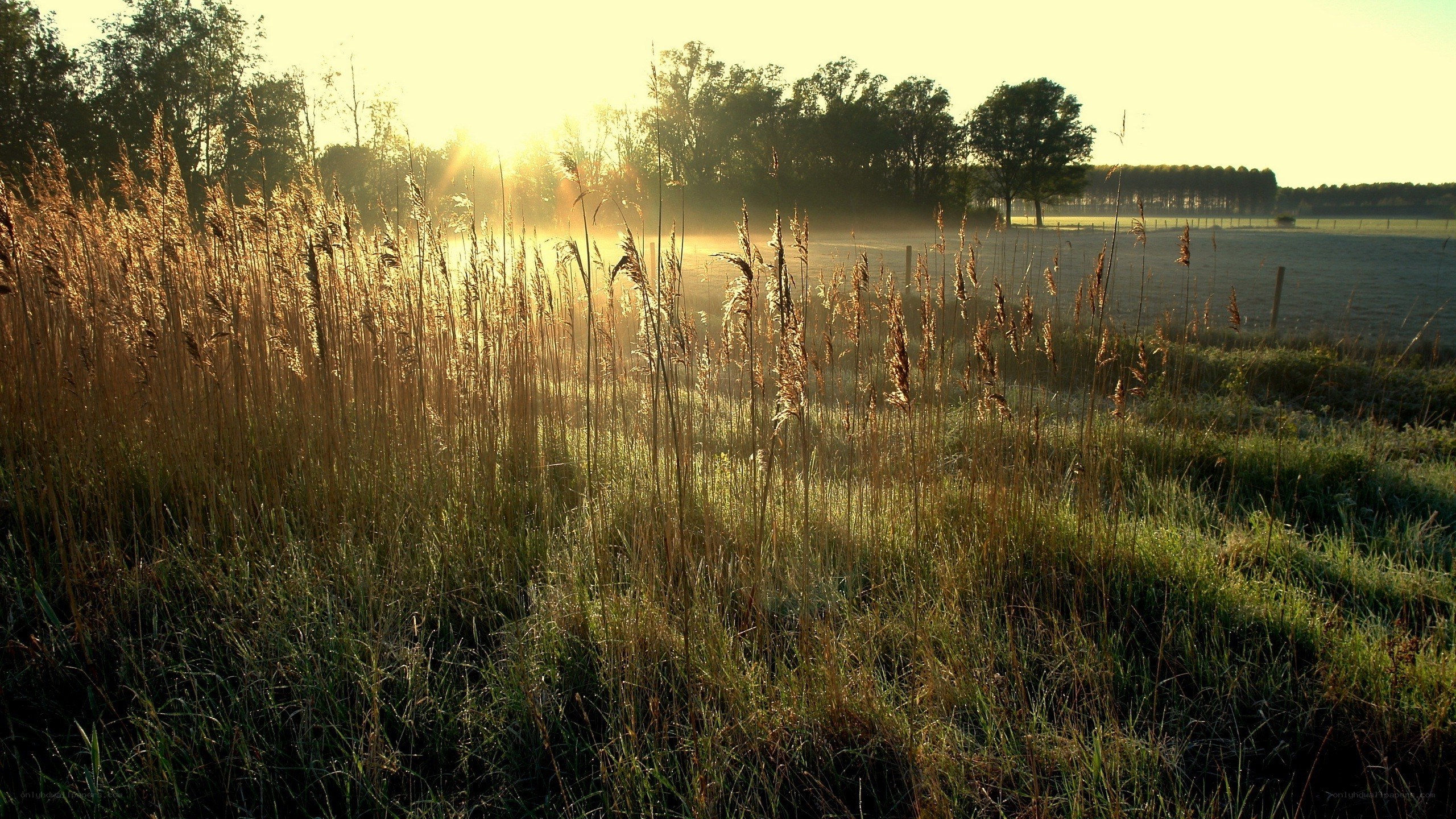 Sunrise over a misty field