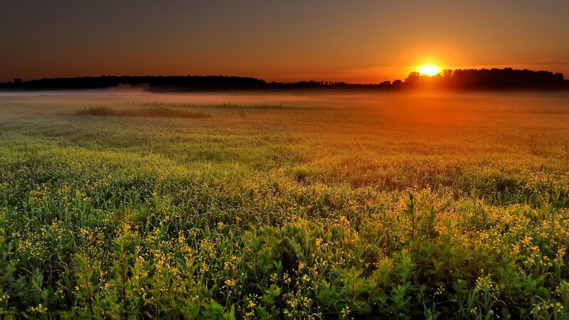 Sunrise over a misty field