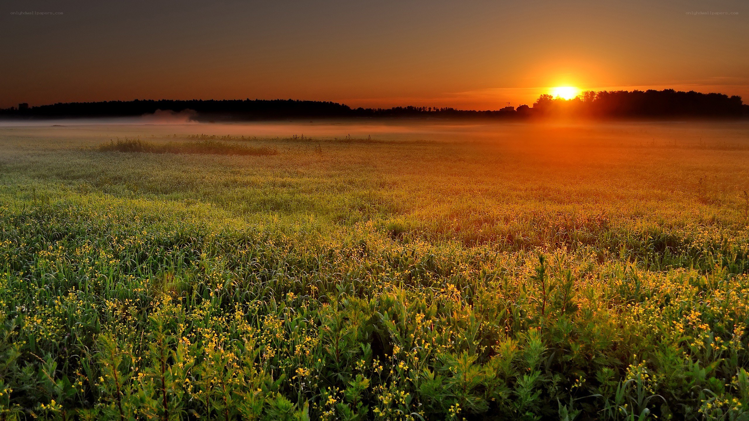 Sunrise over a misty field