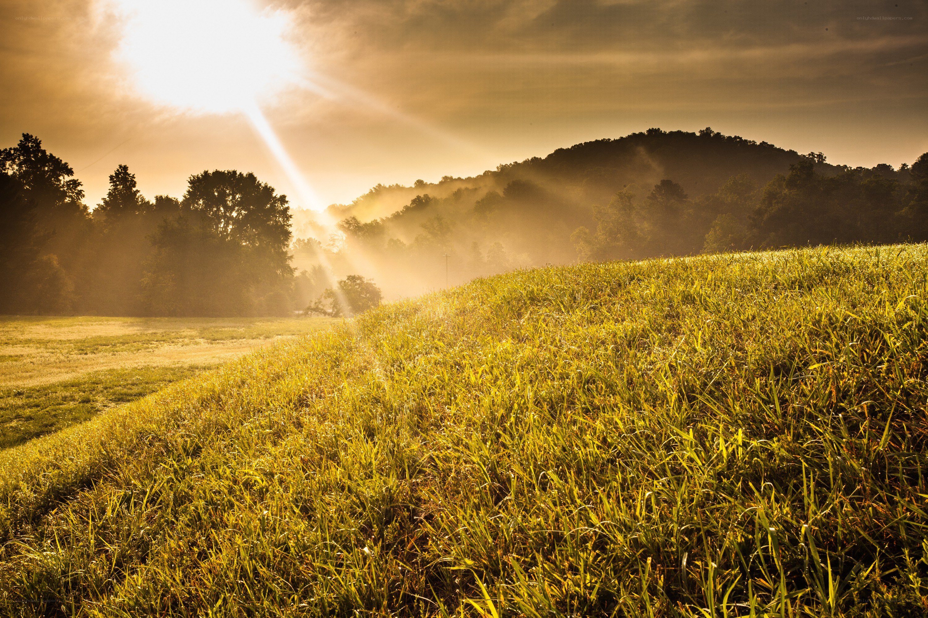 Sunrise over a misty field