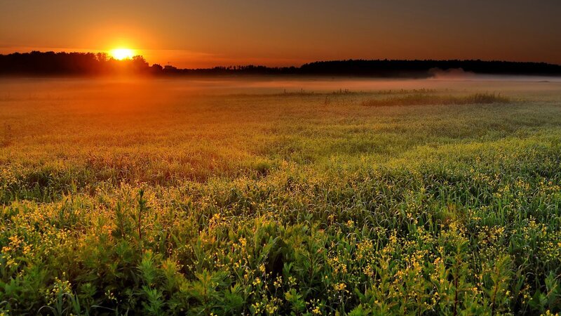 Sunrise over a misty field