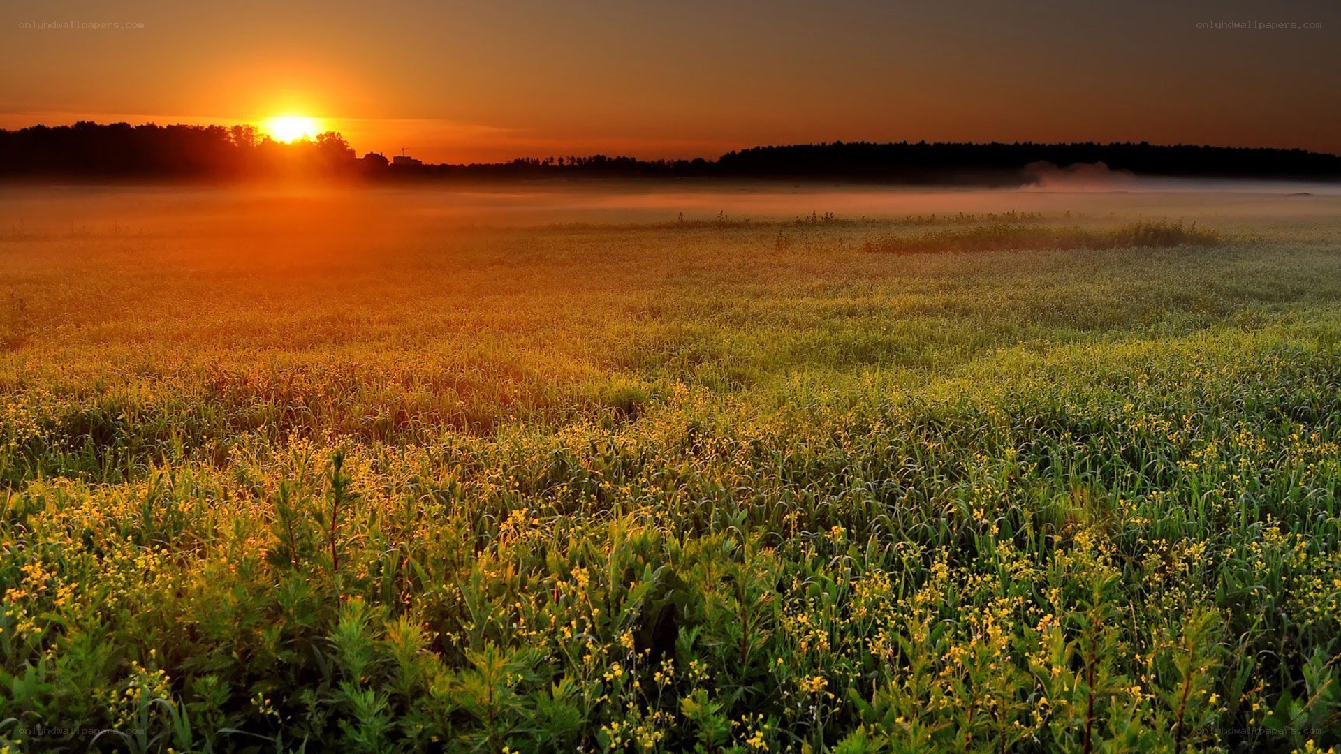 Sunrise over a misty field