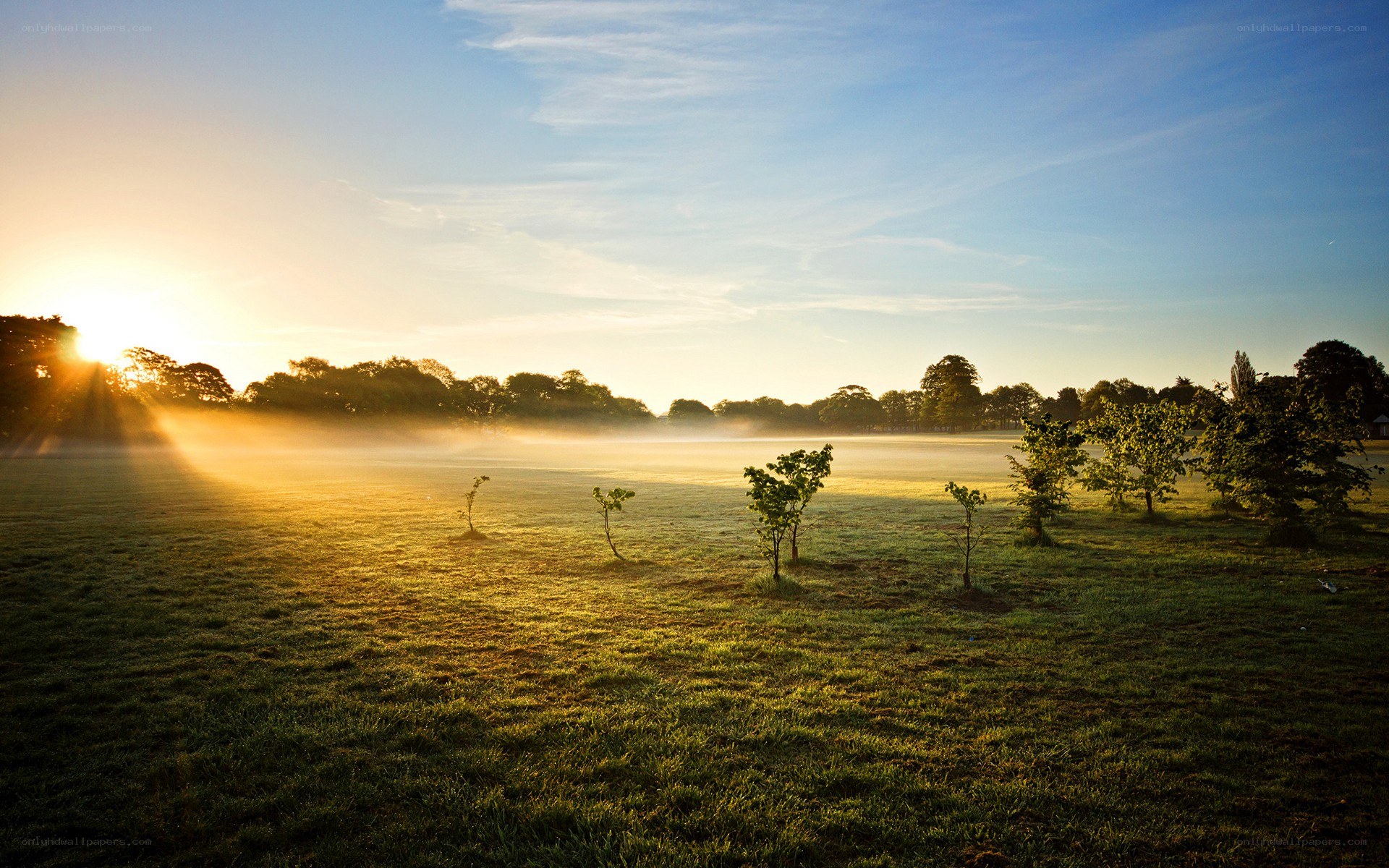 Sunrise over a misty field