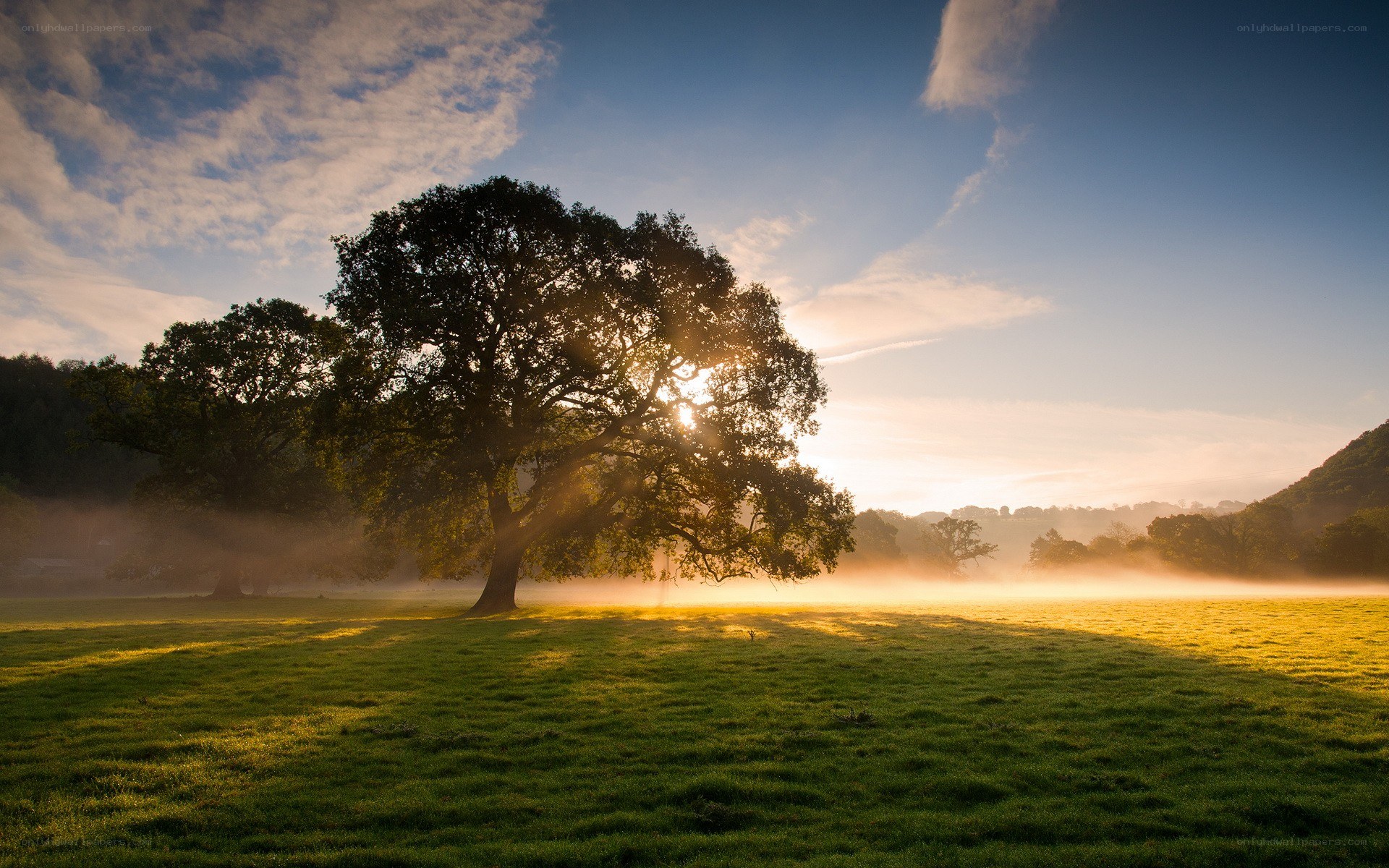 Sunrise over a misty field