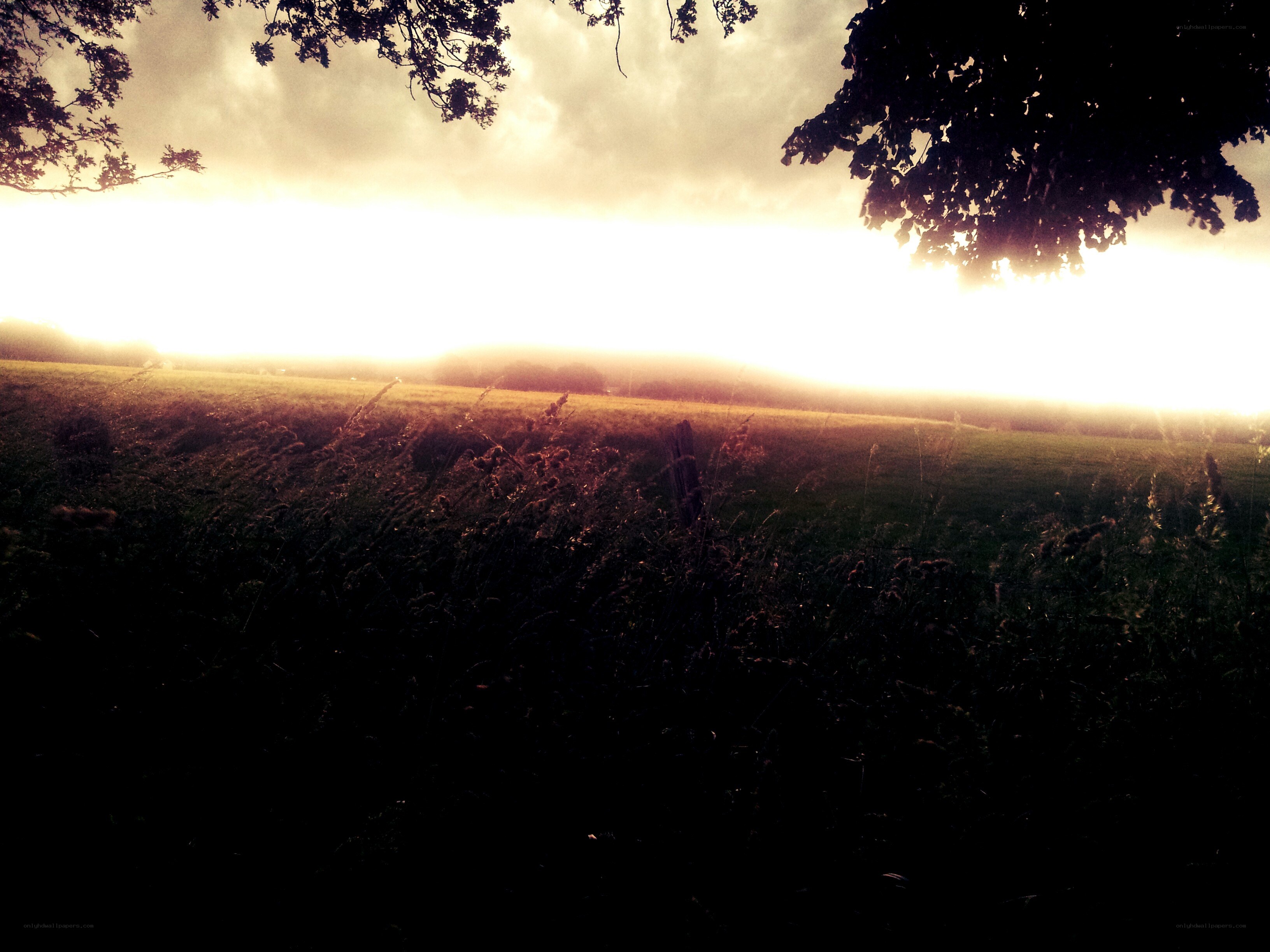 Sunrise over a misty field