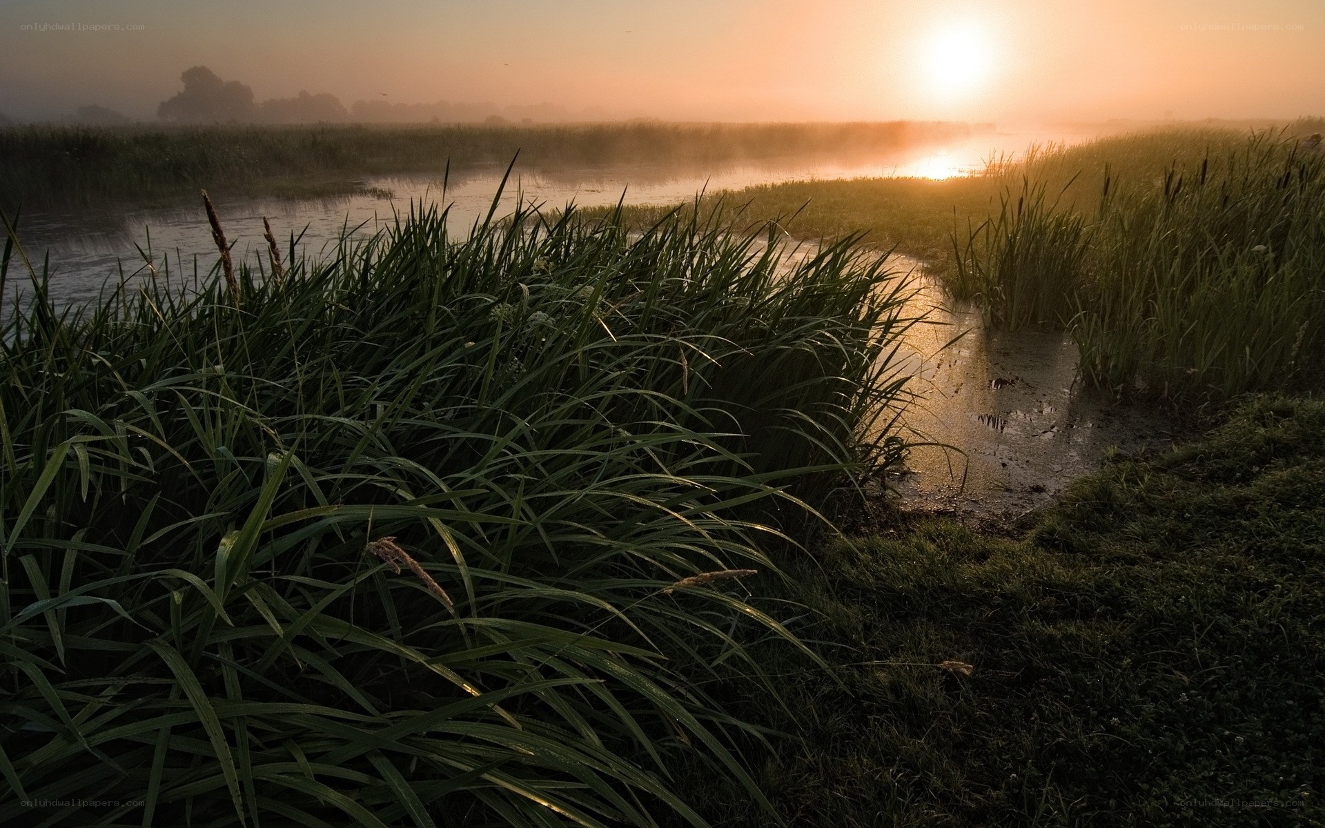 Sunrise over a misty marsh