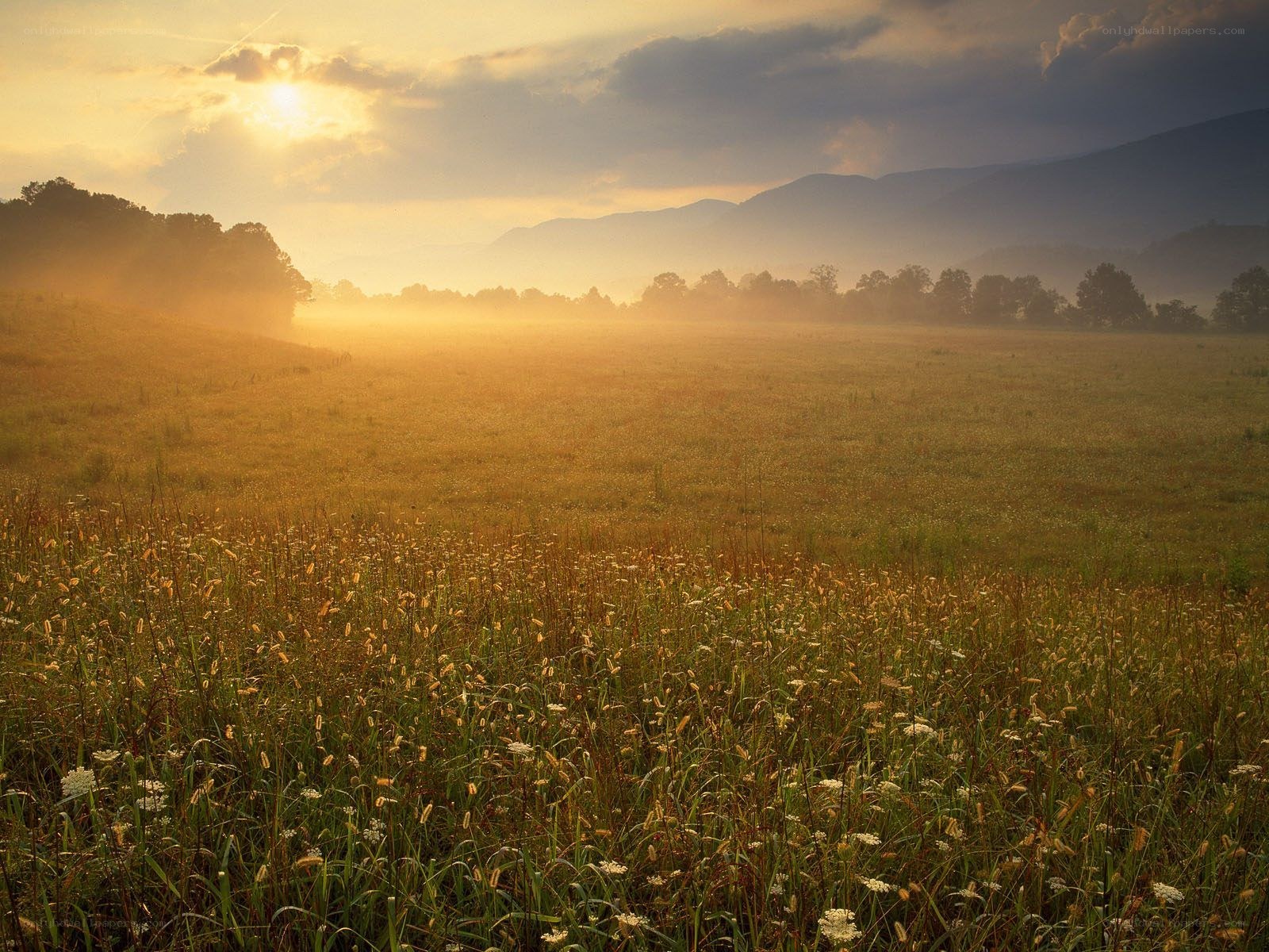 Sunrise over a misty meadow