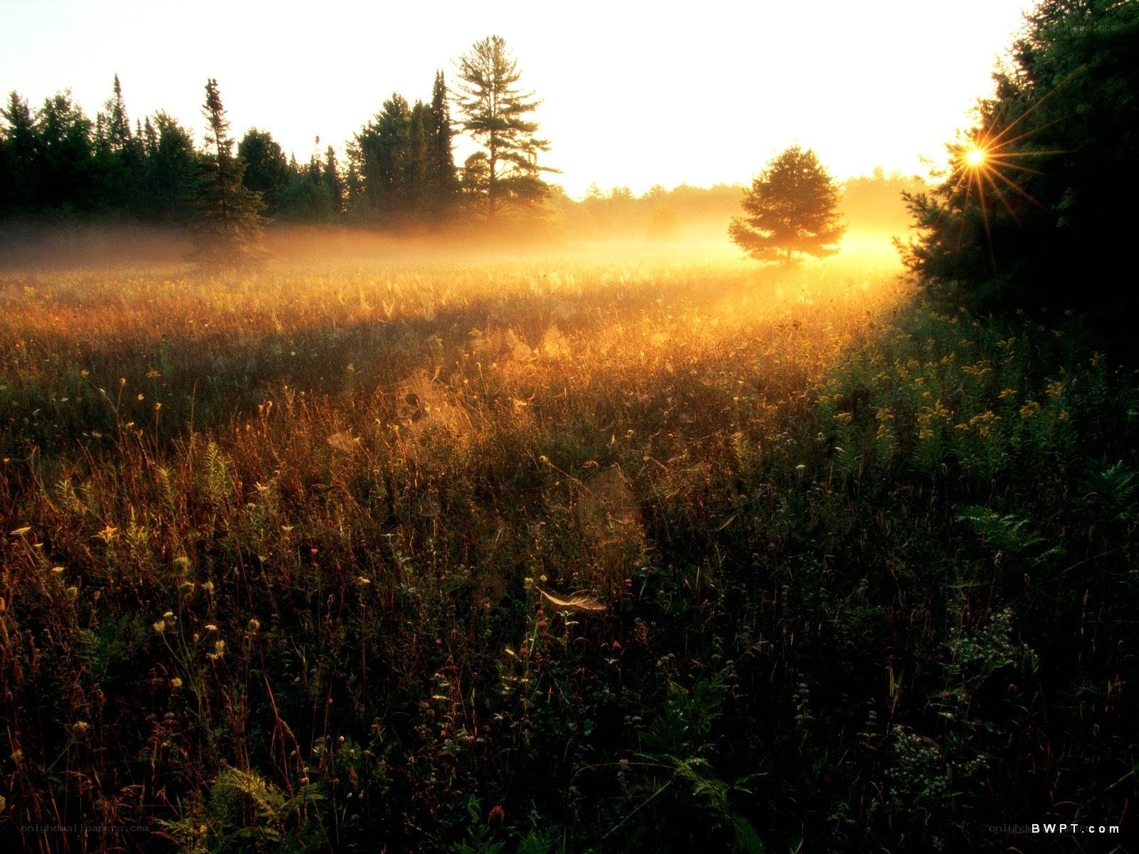 Sunrise over a misty meadow
