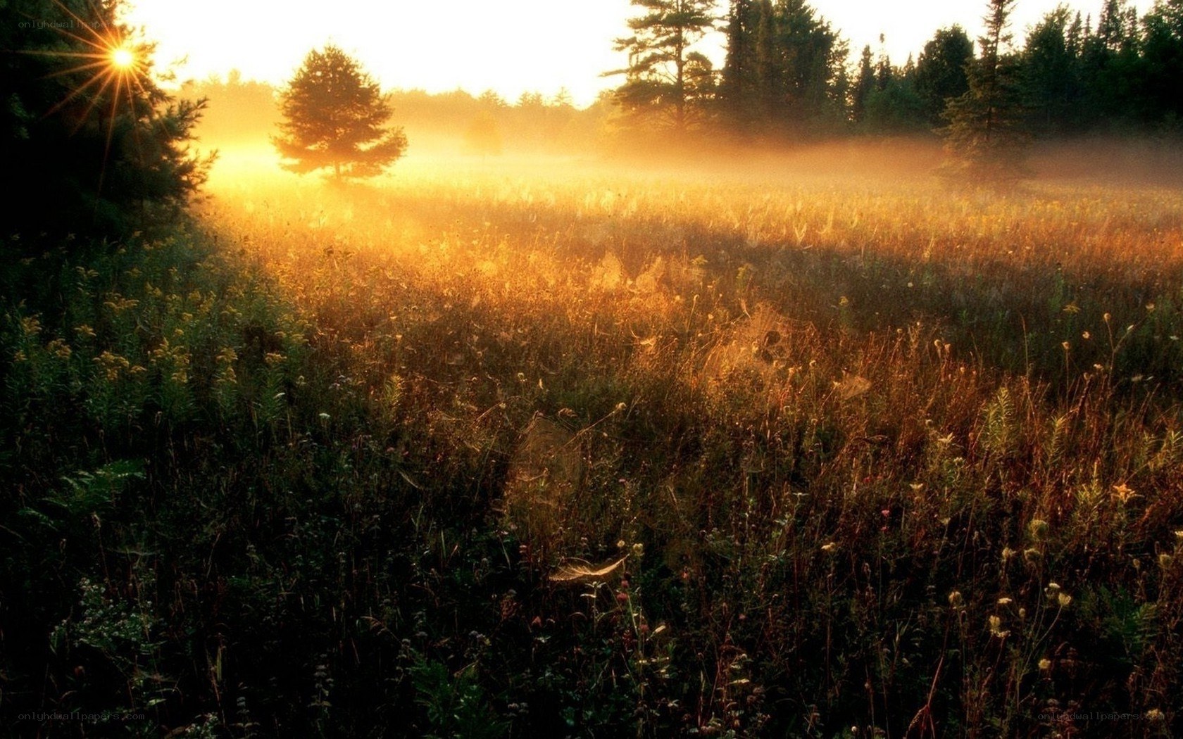 Sunrise over a misty meadow