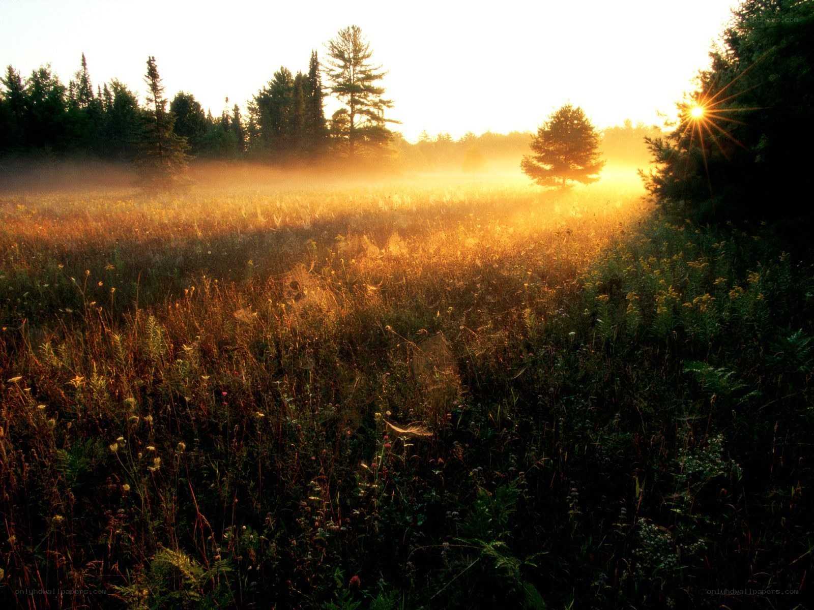 Sunrise over a misty meadow