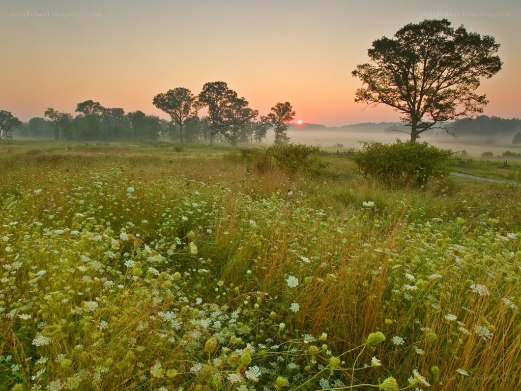 Sunrise over a misty meadow