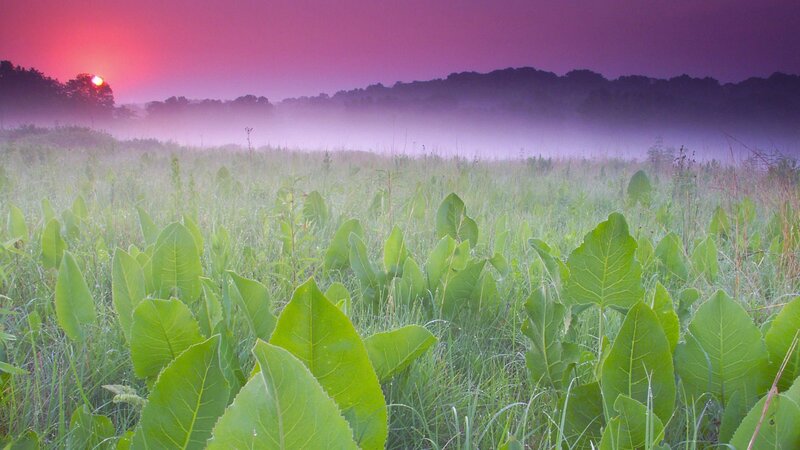 Sunrise over a misty meadow