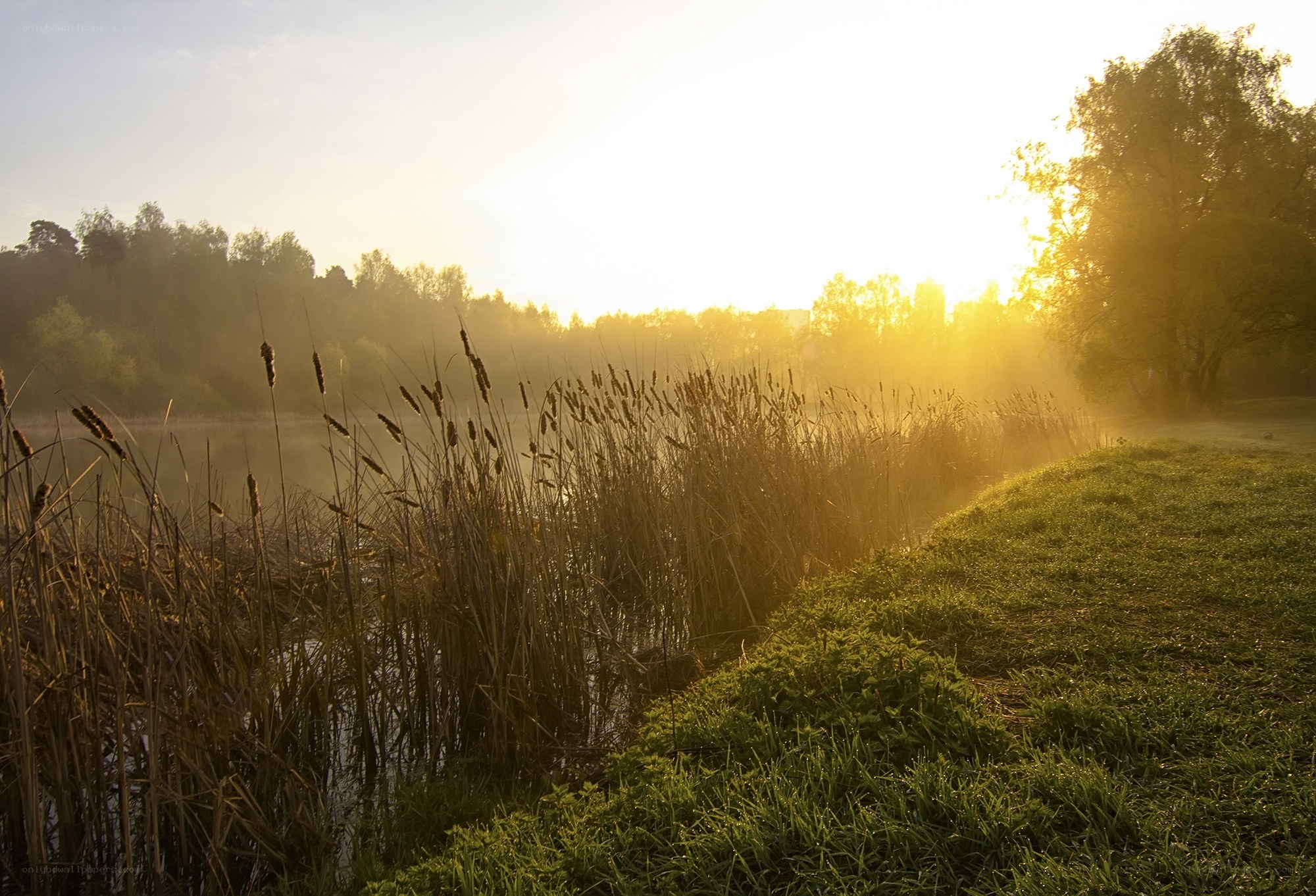 Sunrise over a misty pond