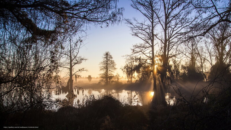 Sunrise over a misty swamp