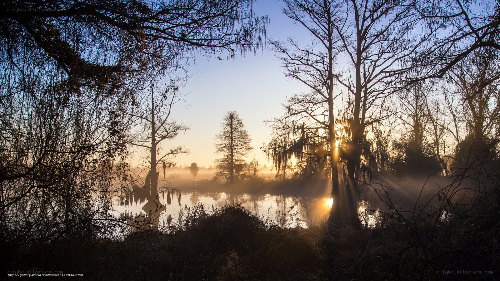 Sunrise over a misty swamp