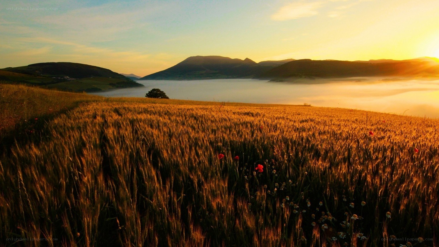 Sunrise over a misty valley
