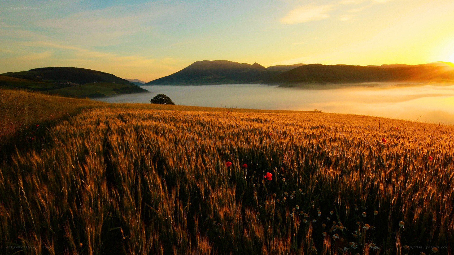 Sunrise over a misty valley