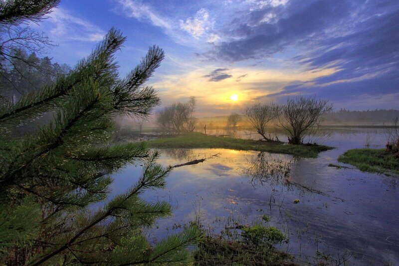 Sunrise over a misty wetland