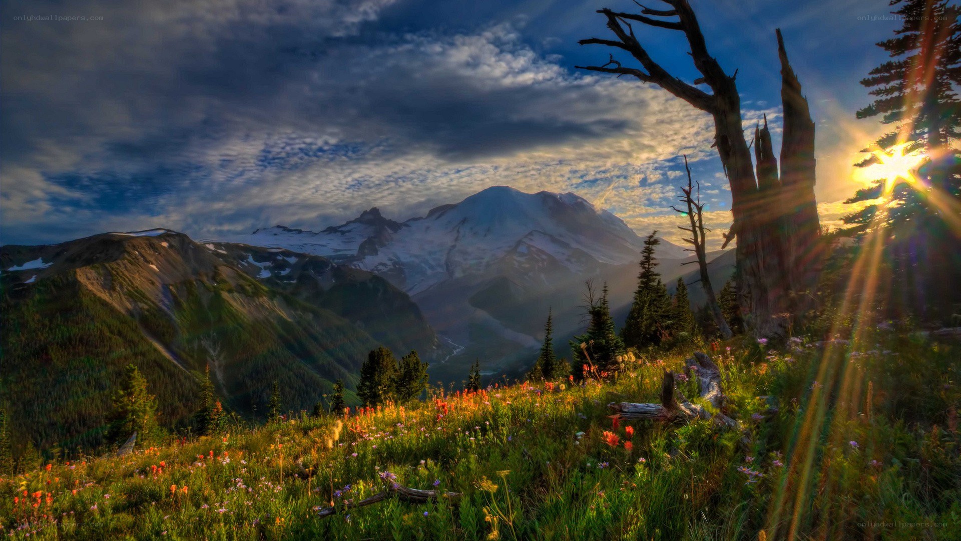Sunrise over a mountain meadow