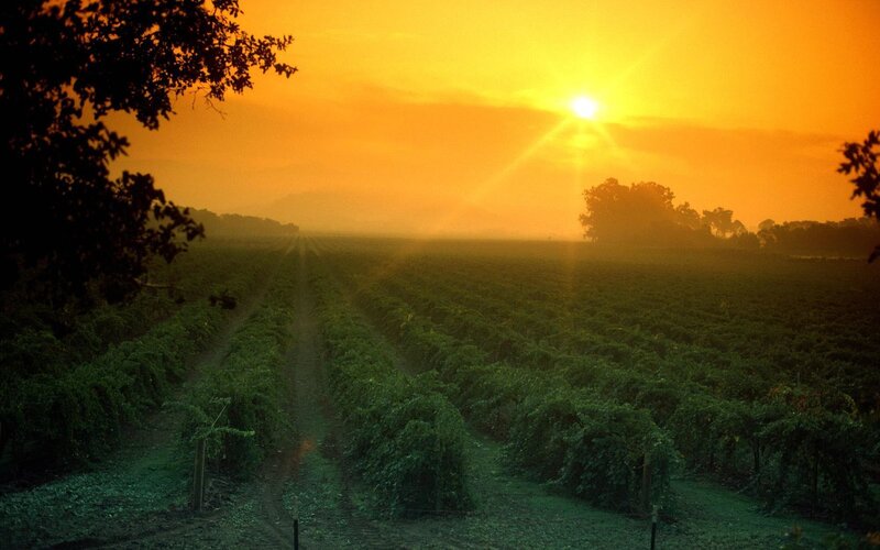 Sunrise over a vineyard