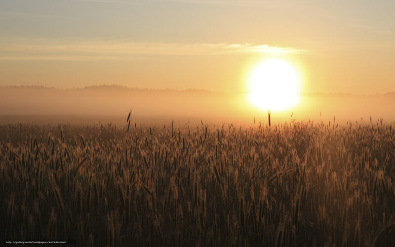 Sunrise over a wheat field