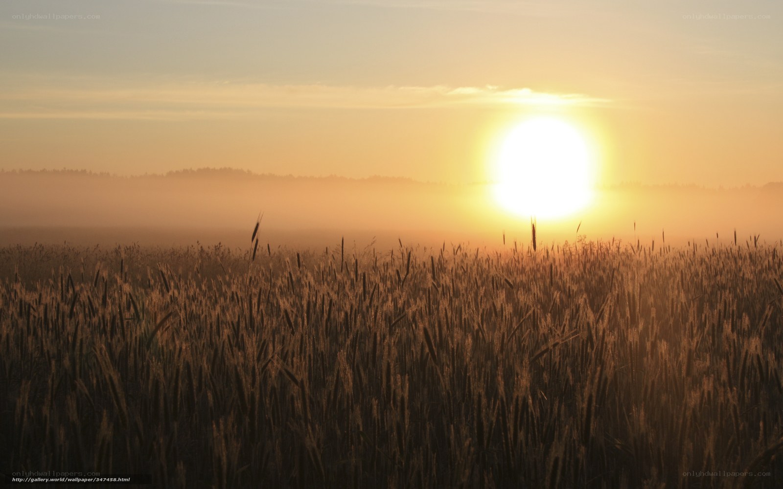 Sunrise over a wheat field