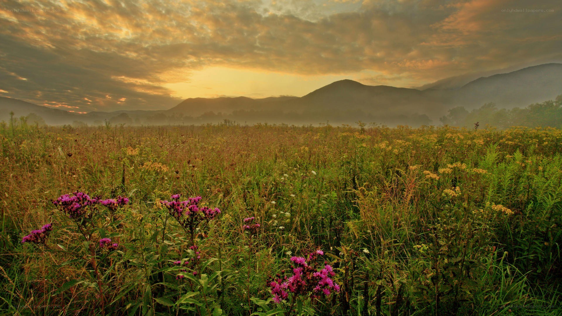 Sunrise over a wildflower field
