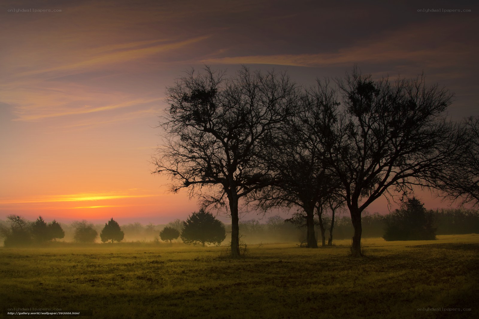 Sunrise over bare trees