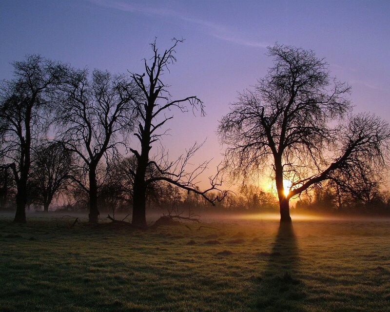Sunrise over bare trees