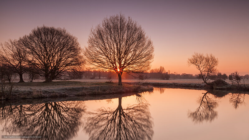 Sunrise over Bare Trees — Orange, Serene