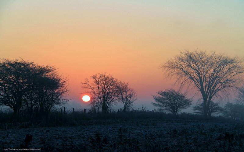 Sunrise over Bare Trees — Orange