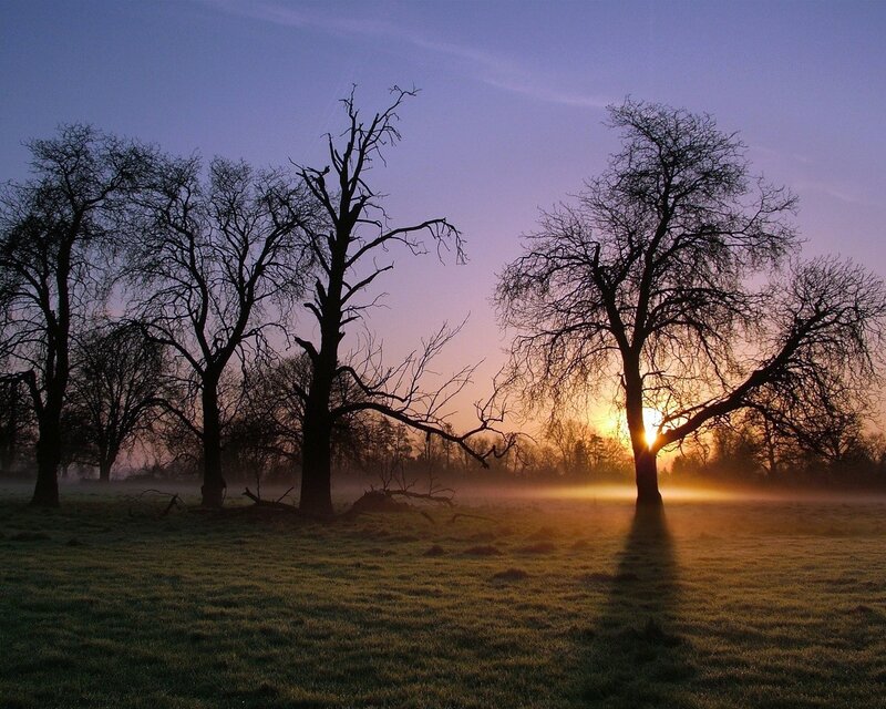 Sunrise over bare trees