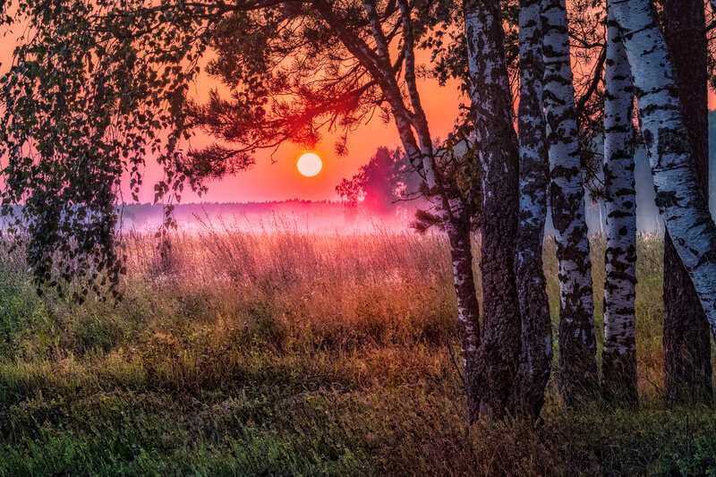 Sunrise over Birch Forest